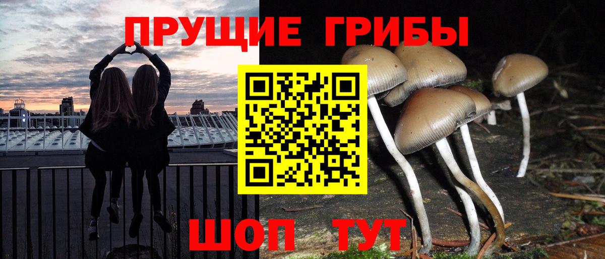 Псилоцибиновые грибы Psilocybine cubensis Выкса